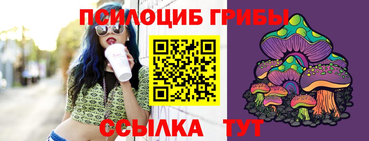 Псилоцибиновые грибы Psilocybe Киселёвск